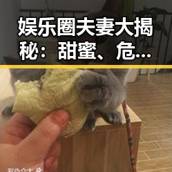 娱乐圈夫妻大揭秘：甜蜜、危机与成长皆有迹象